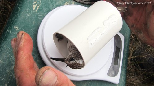 Sandpiper in a tube. Because screw individually bagging birds, if you've got a lot of them to weigh.